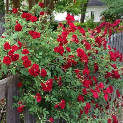 Роза Ред Каскад Роза Ред Каскад - Dolina-Sad.Ru