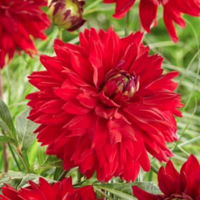 Георгина Олл Дайрекшнз Георгина Олл Дайрекшнз - Dolina-Sad.Ru