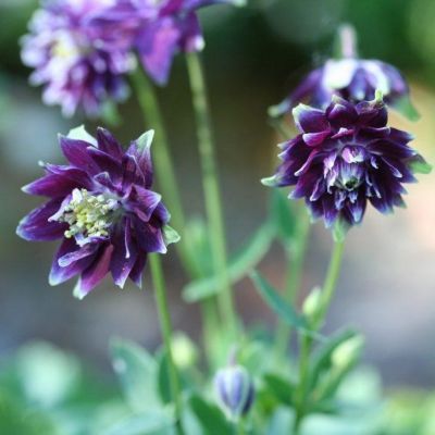 Аквилегия махровая Криста Барлоу - Dolina-Sad.Ru