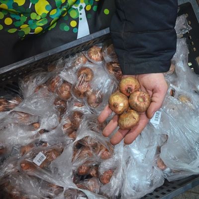 Гладиолус Овация Гладиолус Овация - Dolina-Sad.Ru