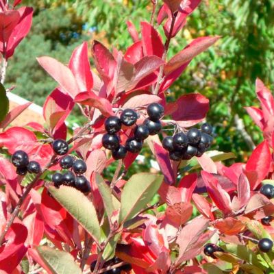 Рябина черноплодная Хугин Рябина черноплодная Хугин - Dolina-Sad.Ru