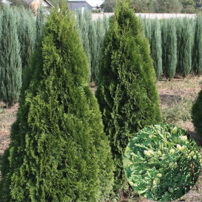 Туя западная Холмструп Туя западная Холмструп фото