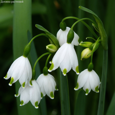 Белоцветник летний Белоцветник летний - Dolina-Sad.Ru