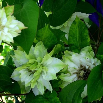 Клематис Кохана Клематис Кохана - Dolina-Sad.Ru