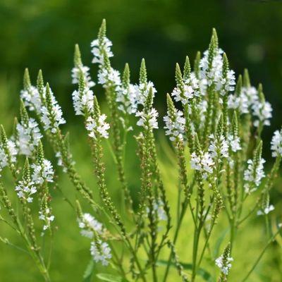 Вербена копьевидная Вайт Спайрс - Dolina-Sad.Ru