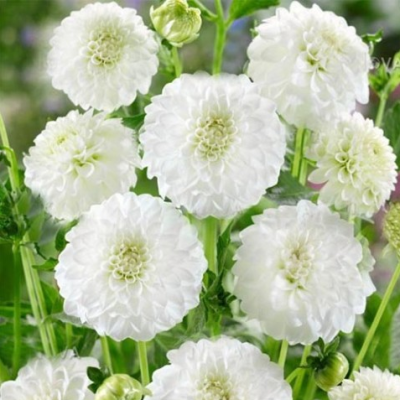 Георгина Петрас Веддинг Георгина Петрас Веддинг фото