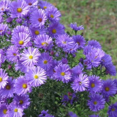 Астра кустарниковая Леди ин Блю фото