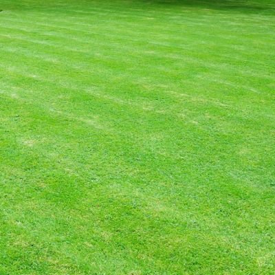 Газонная трава Тенистый парк, 1 кг Газонная трава Тенистый парк, 1 кг - Dolina-Sad.Ru