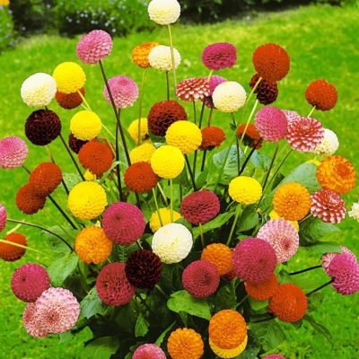 Микс Помпонных Георгин Микс Помпонных Георгин - Dolina-Sad.Ru