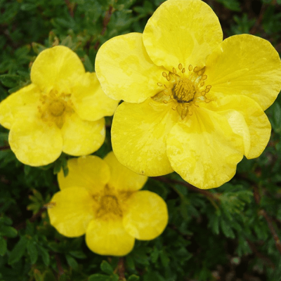 Лапчатка кустарниковая Саммерфлор Лапчатка кустарниковая Саммерфлор фото