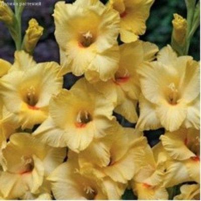 Гладиолус Аморе Гладиолус Аморе фото