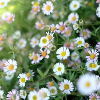 Мелколепестник (эригерон) карвинского Блютэнмеер Мелколепестник (эригерон) карвинского Блютэнмеер - Dolina-Sad.Ru