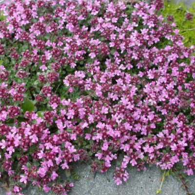 Тимьян ранний Пигмеус Тимьян ранний Пигмеус фото