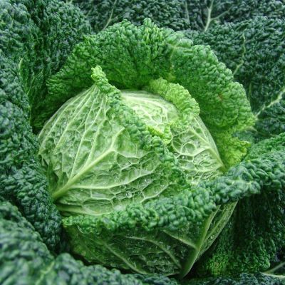 Капуста савойская Мелисса F1 (Голландия) Н19 Капуста савойская Мелисса F1 (Голландия) Н19 фото