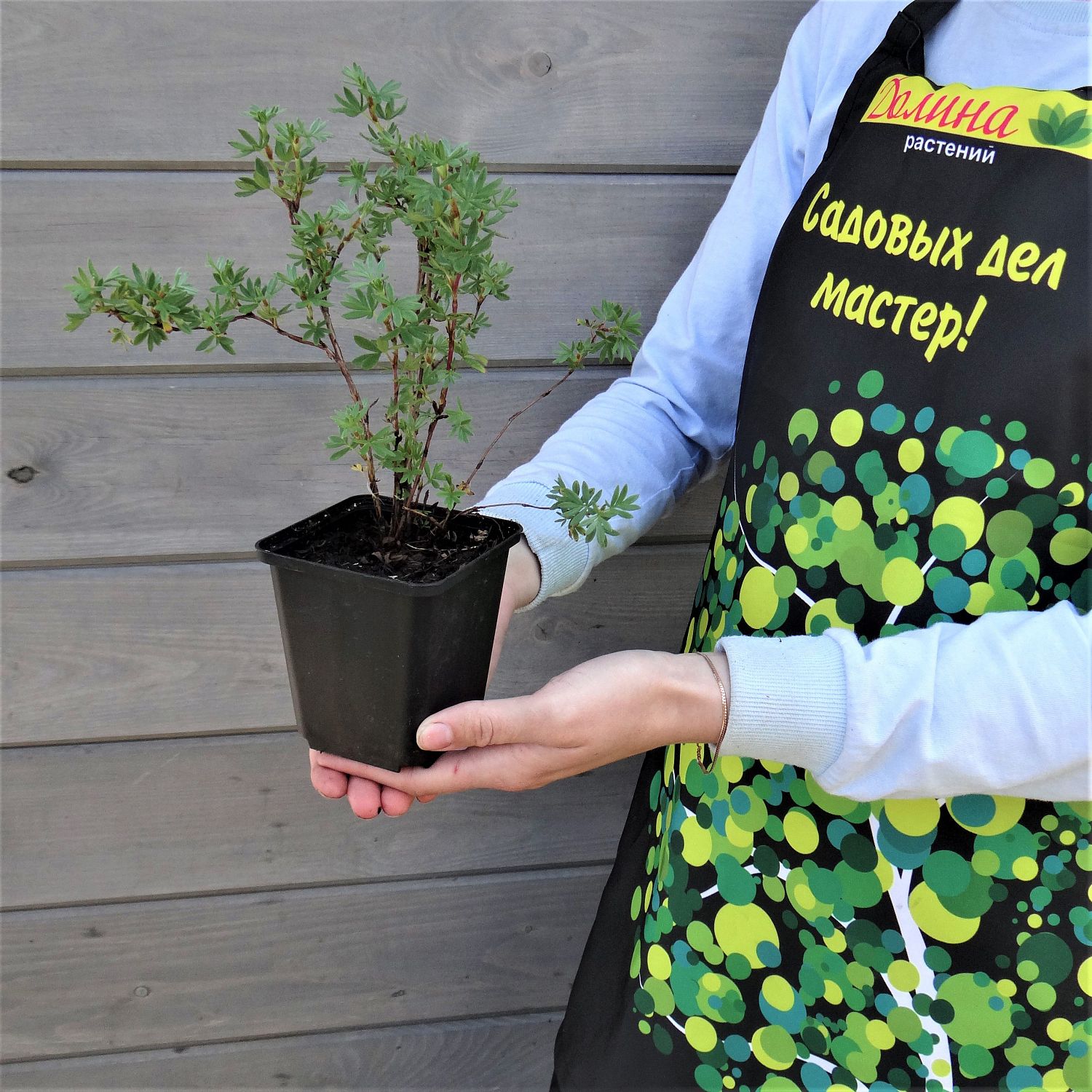 Лапчатка кустарниковая Саммерфлор Лапчатка кустарниковая Саммерфлор фото