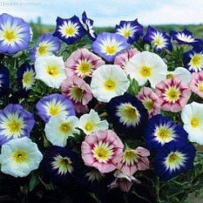 Вьюнок Трехцветный Мамба, смесь Вьюнок Трехцветный Мамба, смесь фото