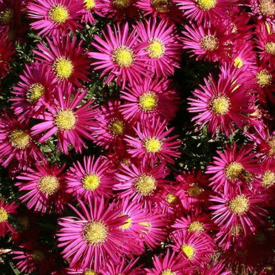 Астра кустарниковая Айленд Бахамас , C2 фото