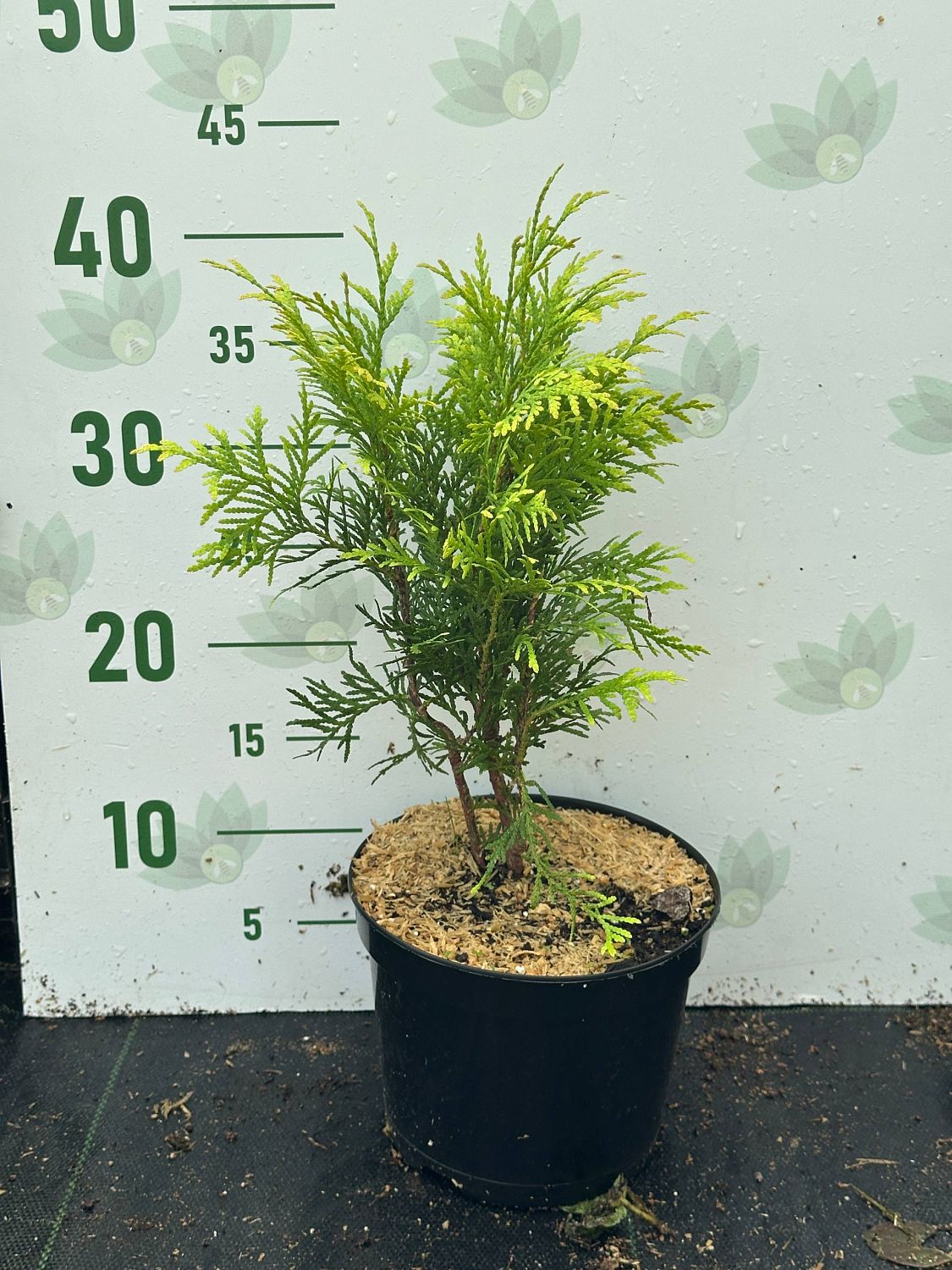 Туя Западная Голден Глобе, С2 Туя Западная Голден Глобе, С2 - Dolina-Sad.Ru