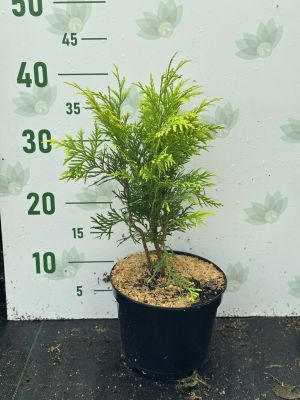 Туя Западная Голден Глобе, С2 Туя Западная Голден Глобе, С2 - Dolina-Sad.Ru