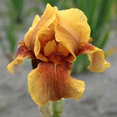 Ирис Апачи Уорриор Ирис Апачи Уорриор - Dolina-Sad.Ru