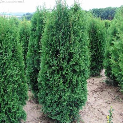 Туя западная Фастигата Туя западная Фастигата фото