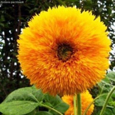 Подсолнечник Золотой Подсолнечник Золотой фото