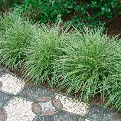 Осока Моррова Вариегата Осока Моррова Вариегата - Dolina-Sad.Ru