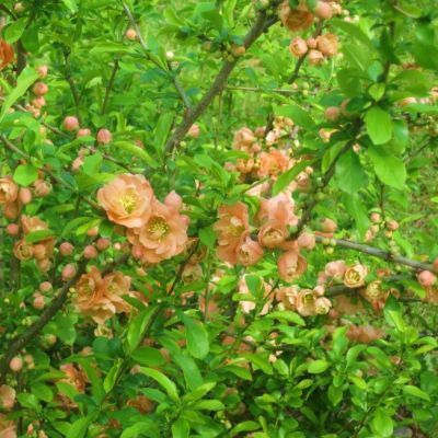 Айва средняя Салмон Горизон Айва средняя Салмон Горизон - Dolina-Sad.Ru