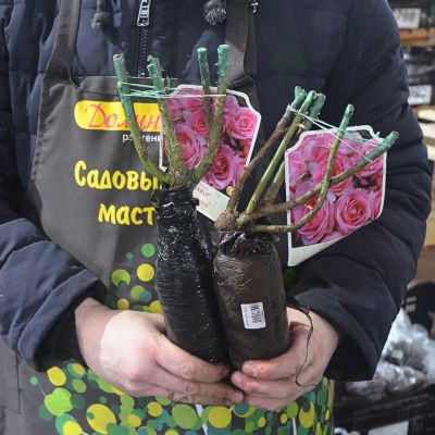 Роза Беверли Роза Беверли фото