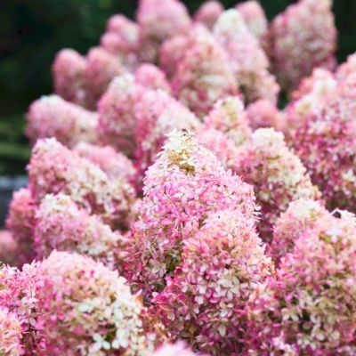 Гортензия метельчатая Роял Флауэр, С2 Гортензия метельчатая Роял Флауэр, С2 - Dolina-Sad.Ru