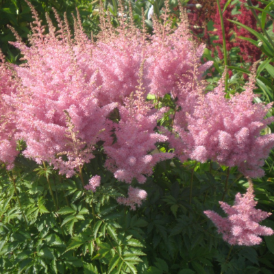 Астильба Эденс Одиссей Астильба Эденс Одиссей фото