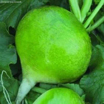 Редька Маргеланская Редька Маргеланская фото