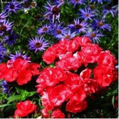 Флокс Скарлет друммонда Флокс Скарлет друммонда фото