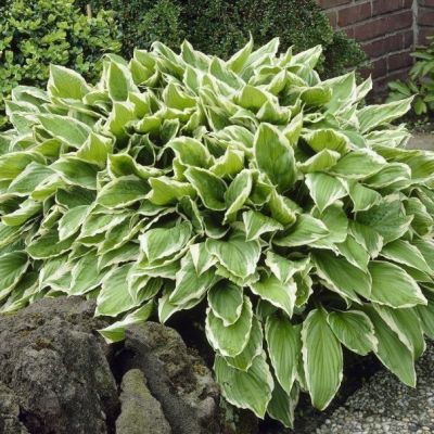 Хоста волнистая Альбомаргината , x Хоста волнистая Альбомаргината , x фото