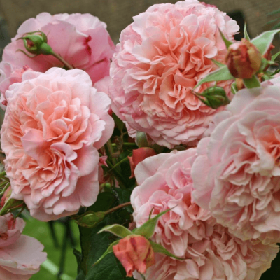 Роза Роуз де Толбиак Роза Роуз де Толбиак фото