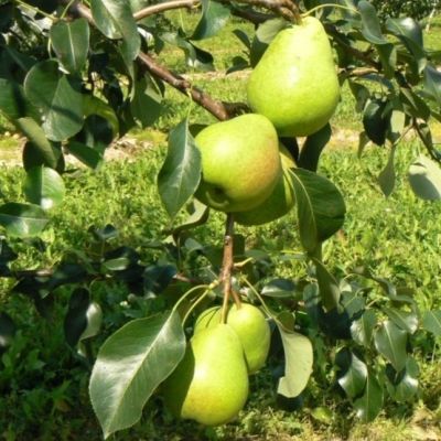 Груша Кудесница/Летняя Груша Кудесница/Летняя фото