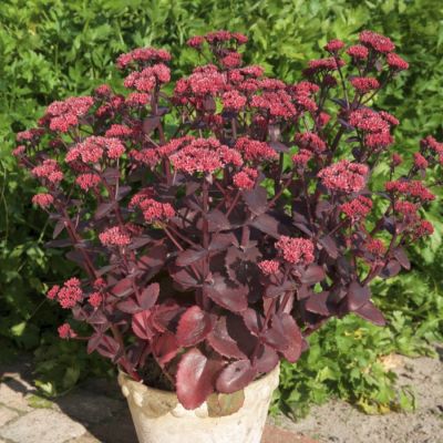 Седум Чоколэт Черри Седум Чоколэт Черри - Dolina-Sad.Ru