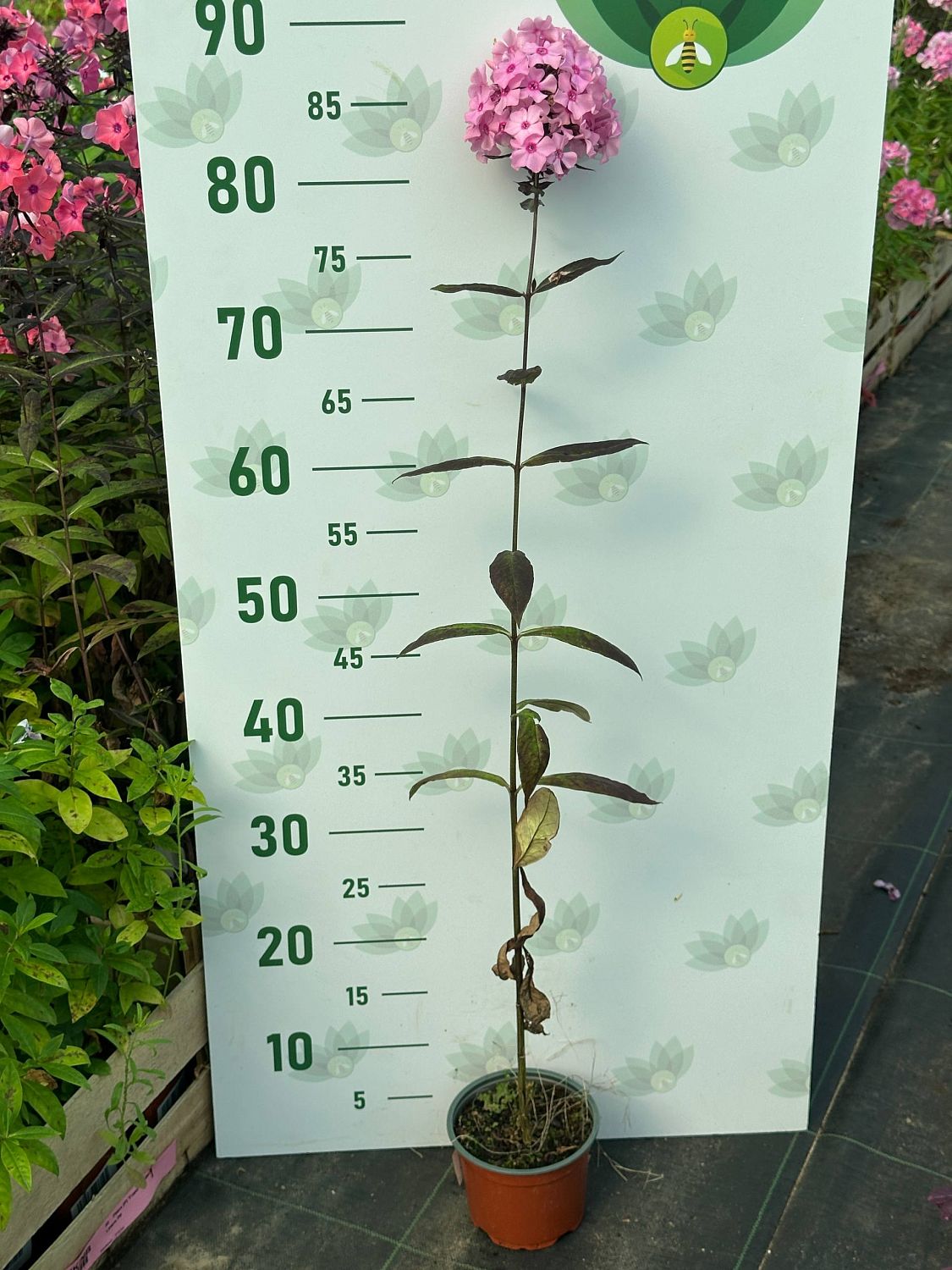 Флокс Свит Саммер Флокс Свит Саммер - Dolina-Sad.Ru