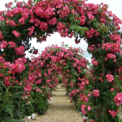 Роза Гарден Роза Гарден - Dolina-Sad.Ru