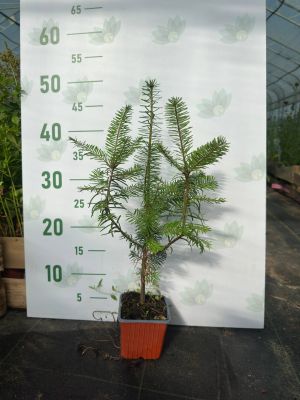 Пихта великая - Dolina-Sad.Ru