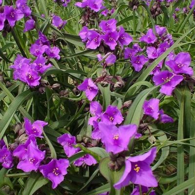 Традесканция Конкорд Грэйп Традесканция Конкорд Грэйп - Dolina-Sad.Ru