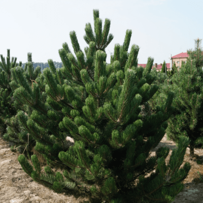 Сосна черная, С3 - Dolina-Sad.Ru
