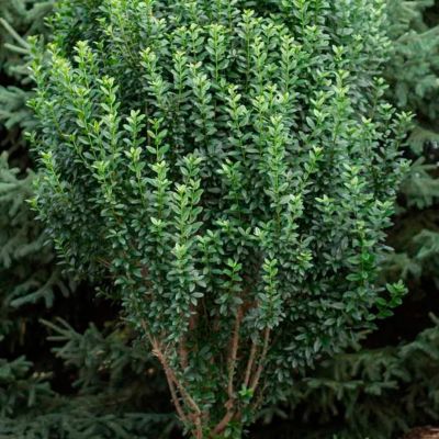 Бирючина обыкновенная Стрейт Ток Бирючина обыкновенная Стрейт Ток - Dolina-Sad.Ru