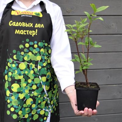 Калина Хиллери Уинтон Калина Хиллери Уинтон фото