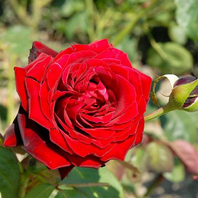 Роза Танночь Роза Танночь фото