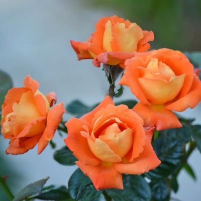 Роза Луи де Фюнес Роза Луи де Фюнес - Dolina-Sad.Ru