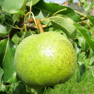 Груша Золотоворотская/Зимняя фото