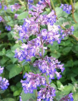 Котовник Фассена Дропморе Котовник Фассена Дропморе - Dolina-Sad.Ru