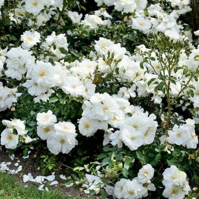 Роза Шнеефлоке (в горшке 2л.) фото