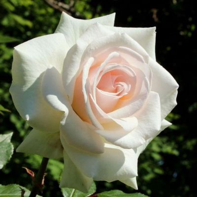 Роза Хельга Роза Хельга - Dolina-Sad.Ru